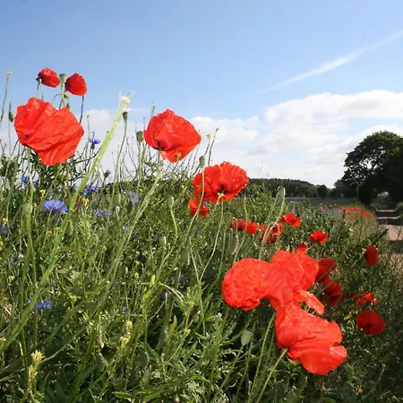 In Dargun Mit Pool Am Kummerower Apartmán Barlin
