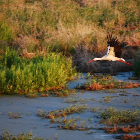 In Dargun Mit Pool Am Kummerower *