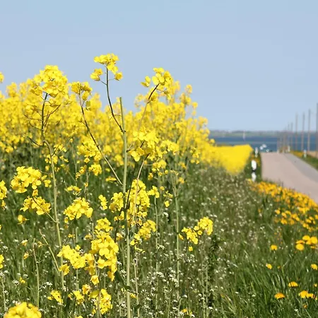In Dargun Mit Pool Am Kummerower * Barlin